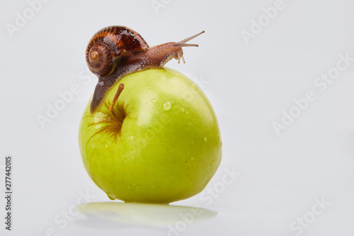Garden Snail crawling on an apple on a white background. Studio shot. Helix Aspersa Muller, Maxima Snail, Organic Farming, Snail Farming. Mollusk snail with brown striped shell