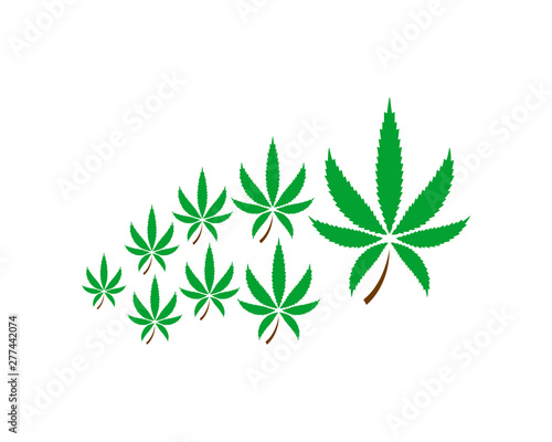 Marijuana label design, cannabis health and medical therapy, vector illustration