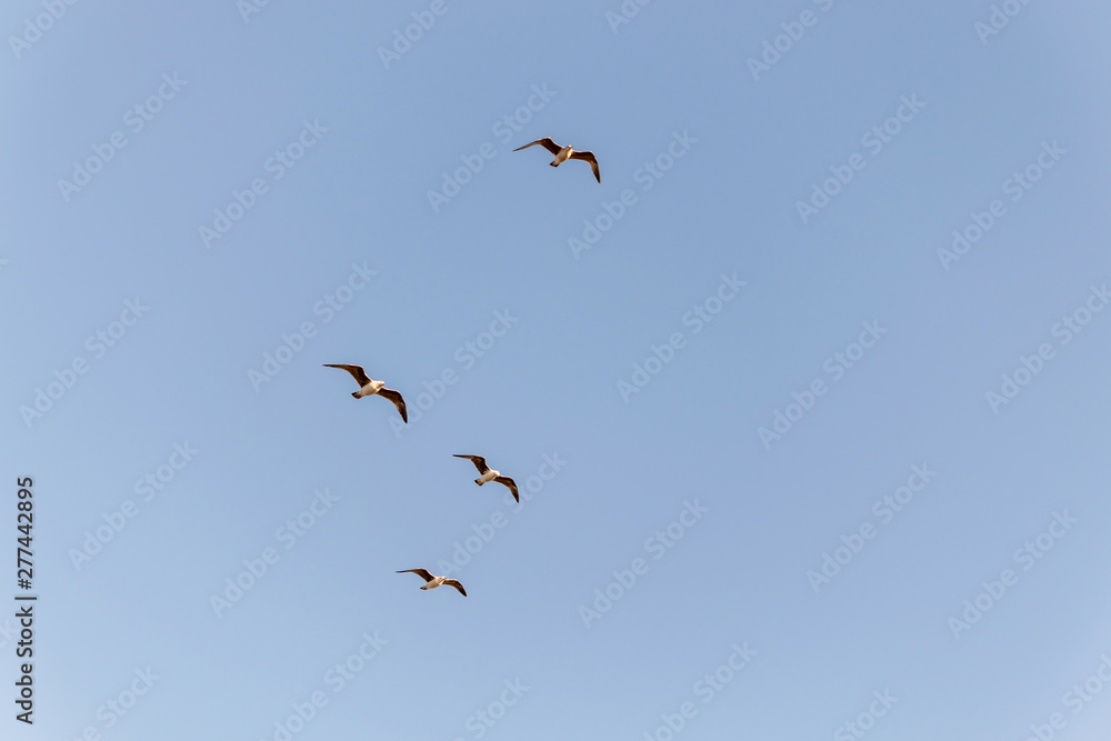 Flock of Seagulls Flying in the blue sky