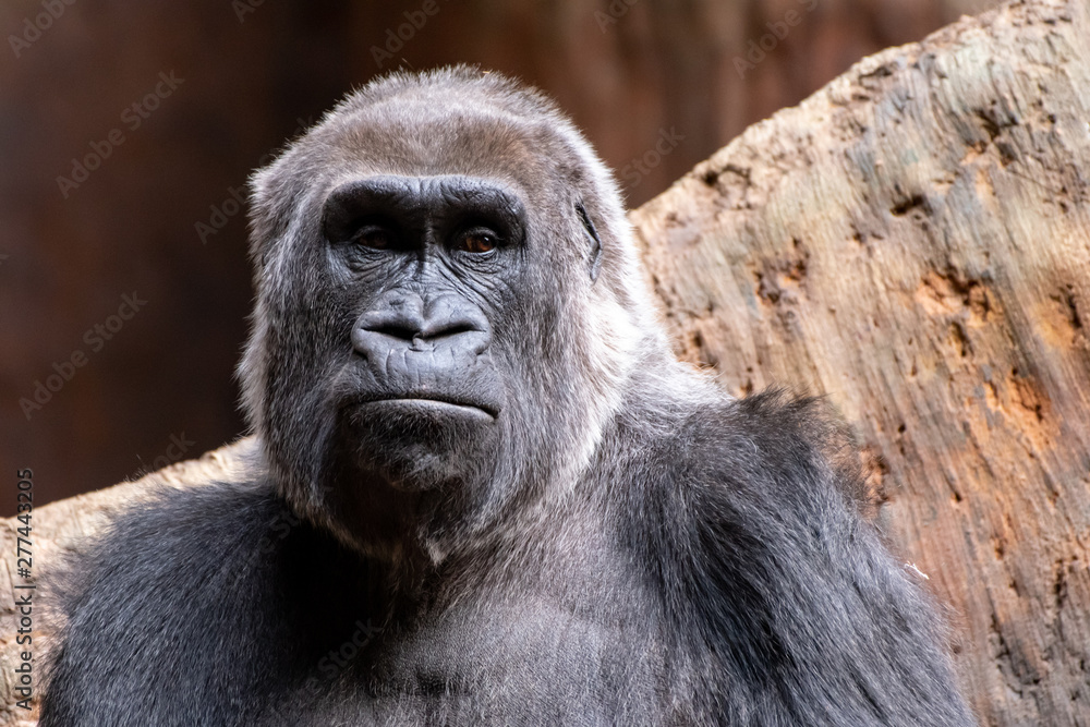 Obraz premium Depressed Gorilla