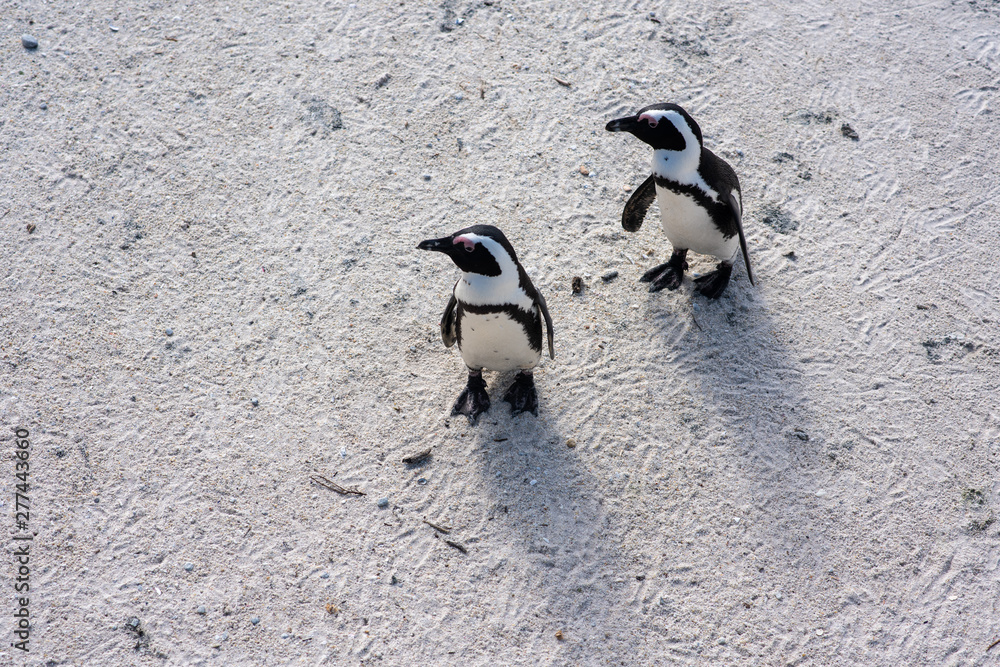 Fototapeta premium Penguins walking on local beach