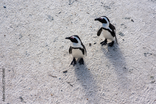 Penguins walking on local beach