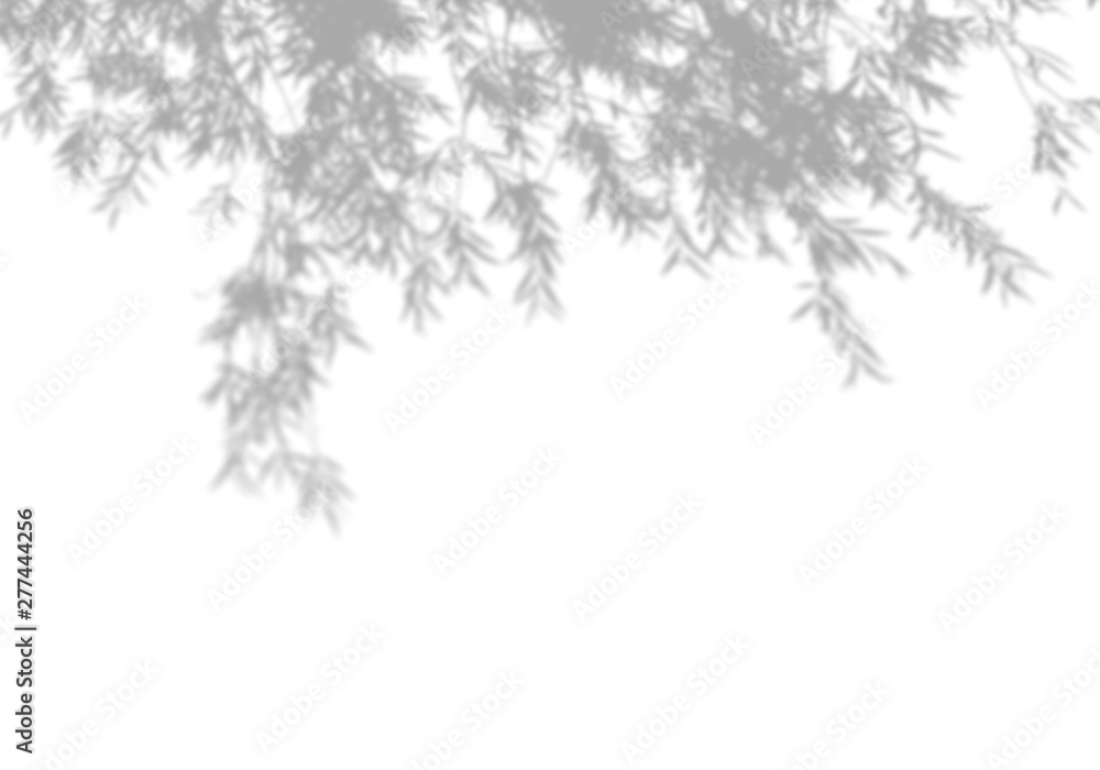 Plakat Summer background of shadows tree on a white wall. White and Black for overlaying a photo or mockup