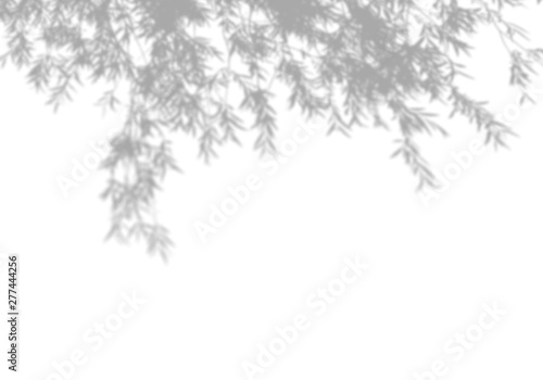 Fototapeta Naklejka Na Ścianę i Meble -  Summer background of shadows tree on a white wall. White and Black for overlaying a photo or mockup