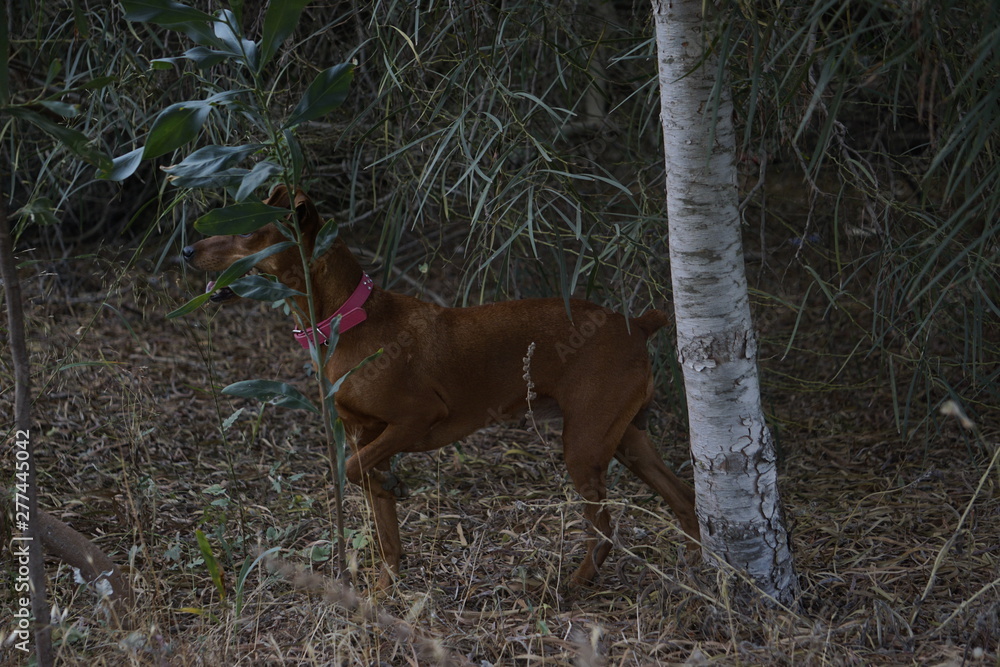 Mi pinscher en la maleza