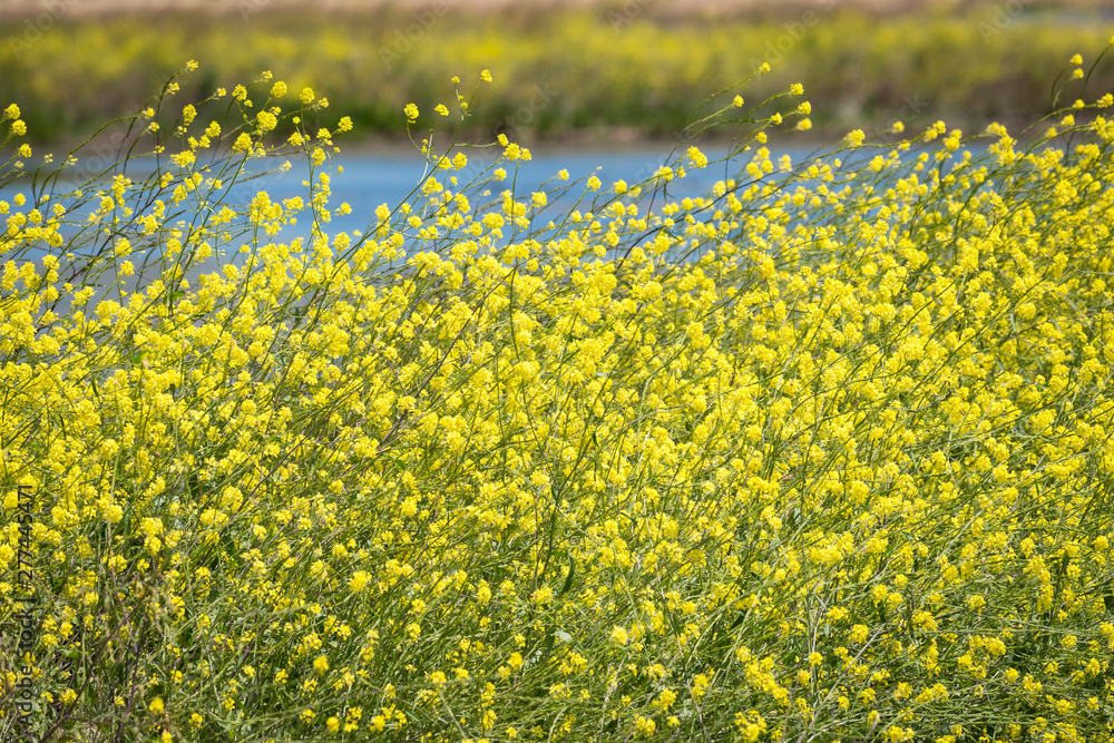 Obraz premium Thick yellow mustard flowers growing in wetlands