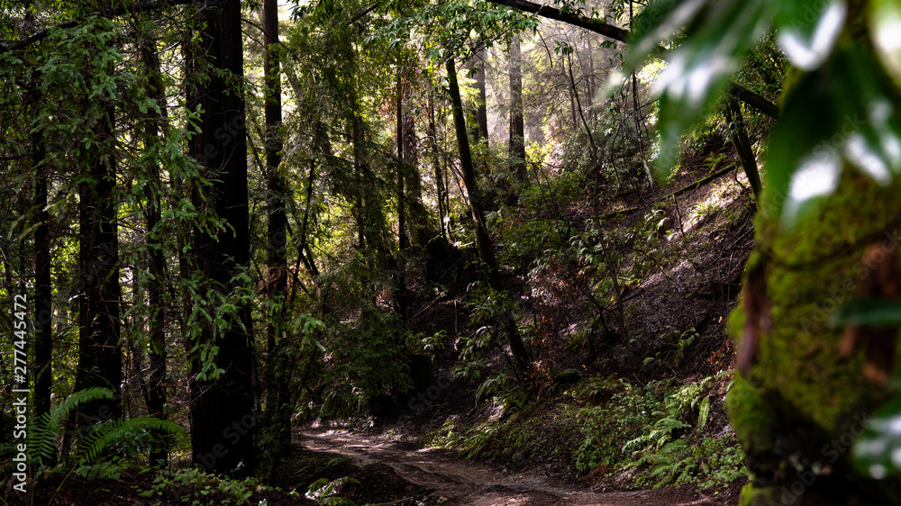 Obraz premium Sun coming through forest trees