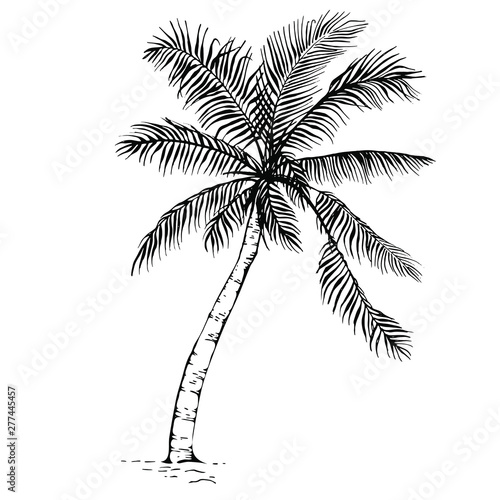Hand drawn sketch Palm tree silhouette