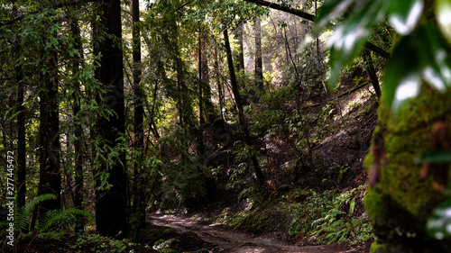 Sun coming through forest trees