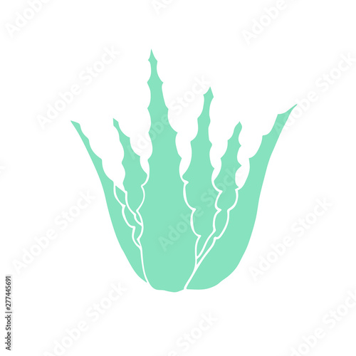 Vector mint green hand drawn sketch doodle aloe vera isolated on white background 