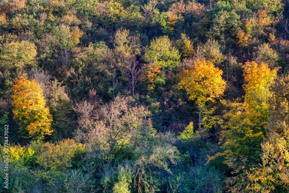 colorful trees on the mountain in the autumn