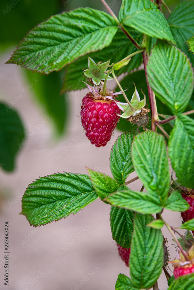 Close up of red raspberries ready to harvest on a rural farm, Pacific Northwest, USA Close up of red raspberries ready to harvest on a rural farm, Pacific Northwest, USA
