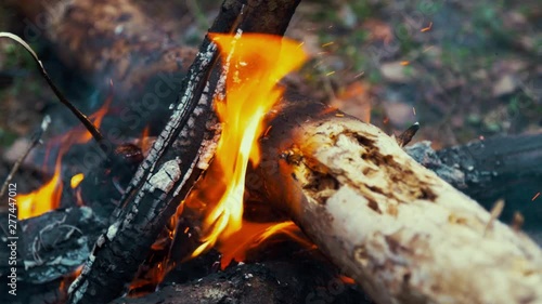 Bonfire in forest. Hot coals and charred logs in burning fire photo