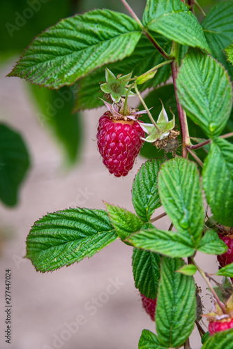 Close up of red raspberries ready to harvest on a rural farm, Pacific Northwest, USA