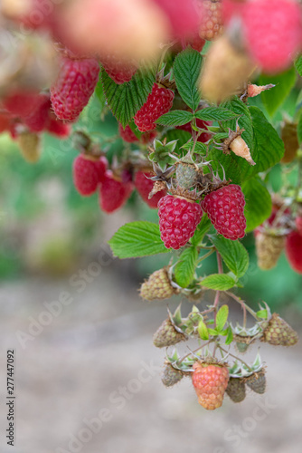 Close up of red raspberries ready to harvest on a rural farm  Pacific Northwest  USA