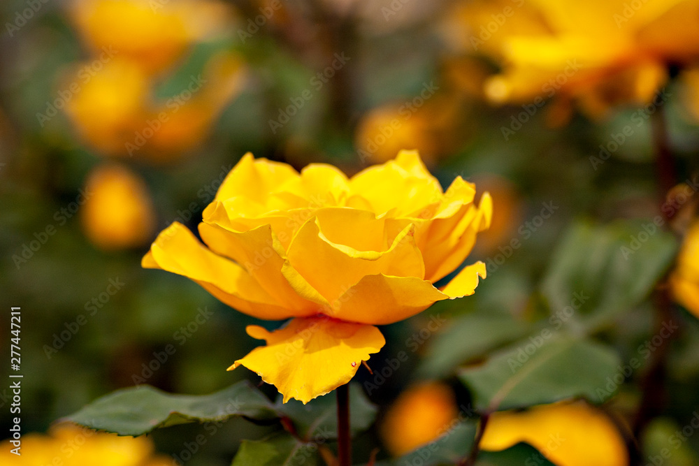 Yellow rose in full bloom in Japan Yellow rose in full bloom in Japan