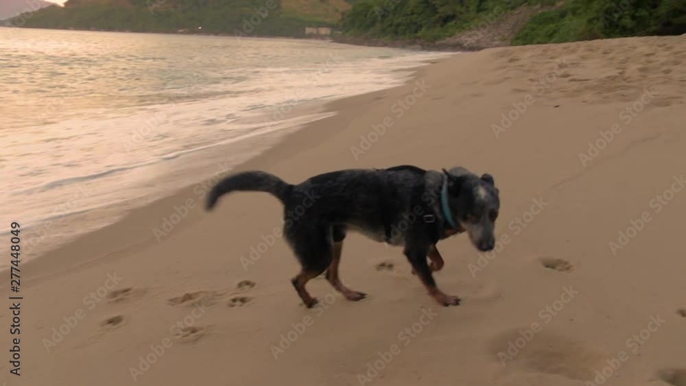Dog outdoor playing with the water in the sand, in a beach during a warm sunset, in Rio de Janeiro, slow motion Dog outdoor playing with the water in the sand, in a beach during a warm sunset, in Rio de Janeiro, slow motion