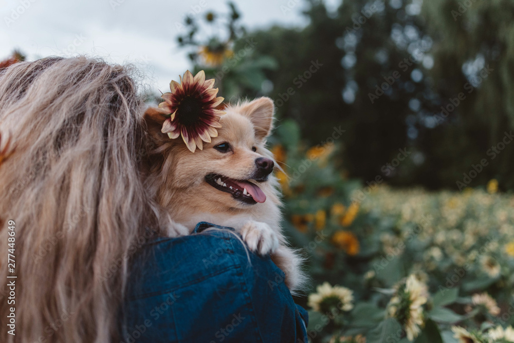 A young woman and her small dog in a sunflower field