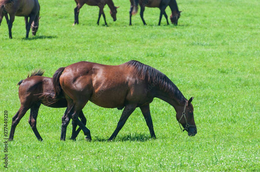 Fototapeta premium Thoroughbred horses on a Kentucky horse farmh
