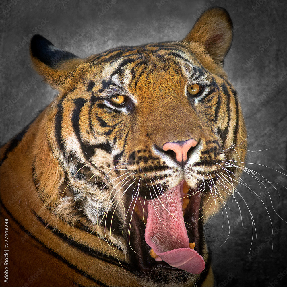 Naklejka premium Tiger