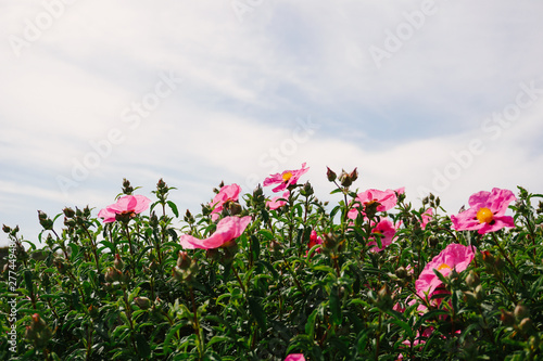 Canvastavla Rock Rose Cistus Flowers