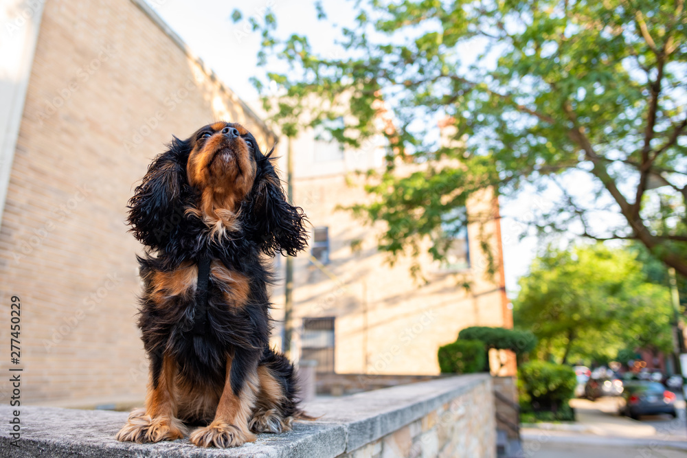 Φωτογραφία A cute Cavalier King Charles Spaniel makes a funny, proud pose, looking up to the sky while out for a walk in the city on a windy day
