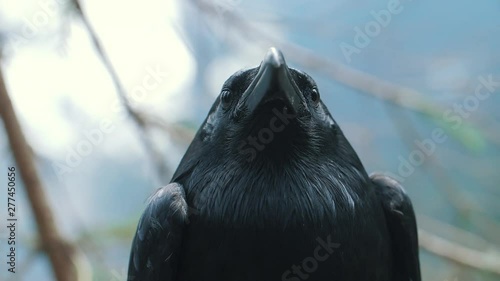 Portrait of large black common raven. Head of wild bird in forest