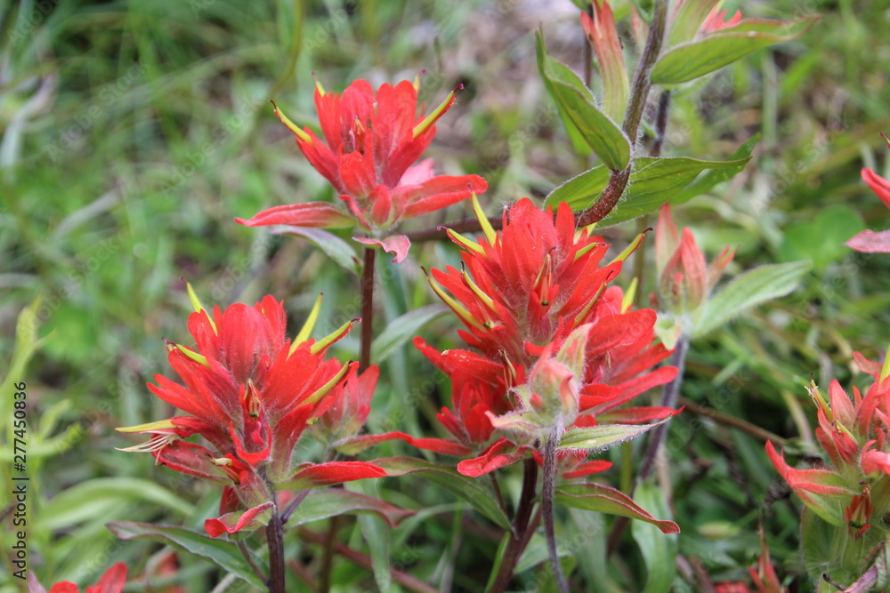 Indian Paintbrush Flower, Banff National Park, Alberta Indian Paintbrush Flower, Banff National Park, Alberta