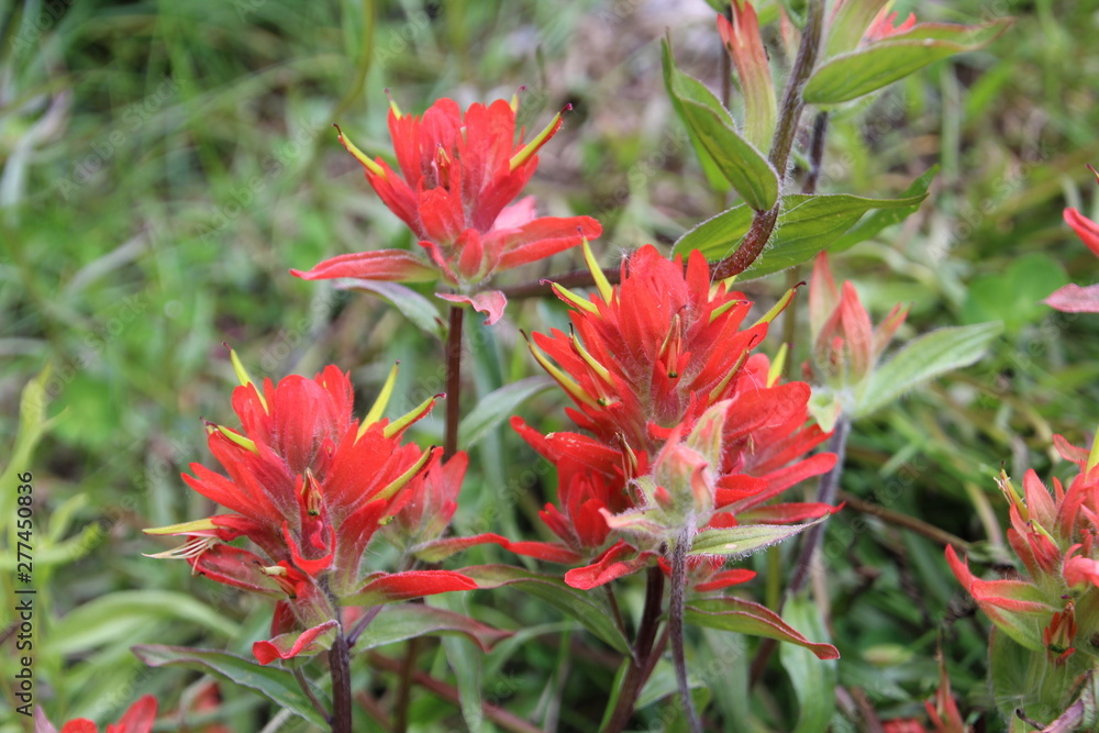 Indian Paintbrush Flower, Banff National Park, Alberta