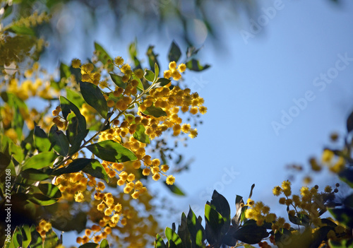 Yellow flowers of the Queensland Silver Wattle, Acacia podalyriifolia, family Fabaceae