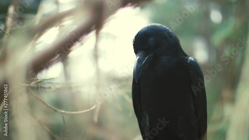 Black raven sitting on tree examining something below. Feathered forest dweller