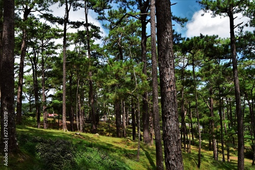 Baguio Nature in The Philippines