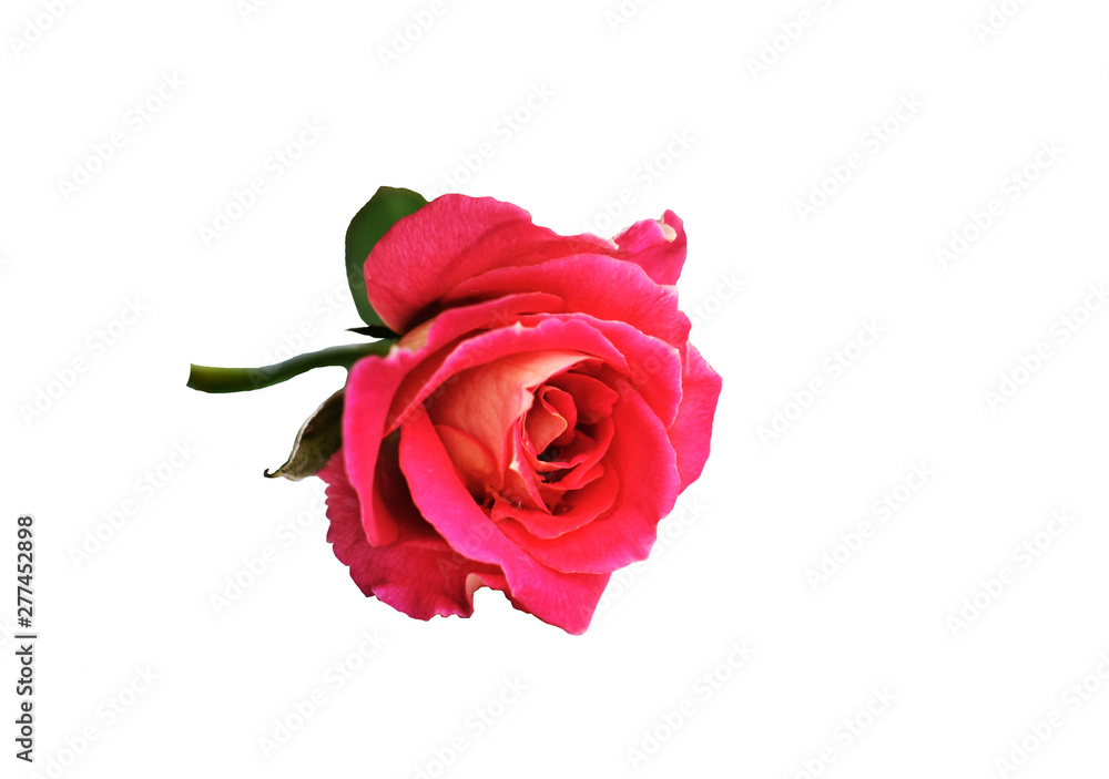 red rose isolated on white background red rose isolated on white background