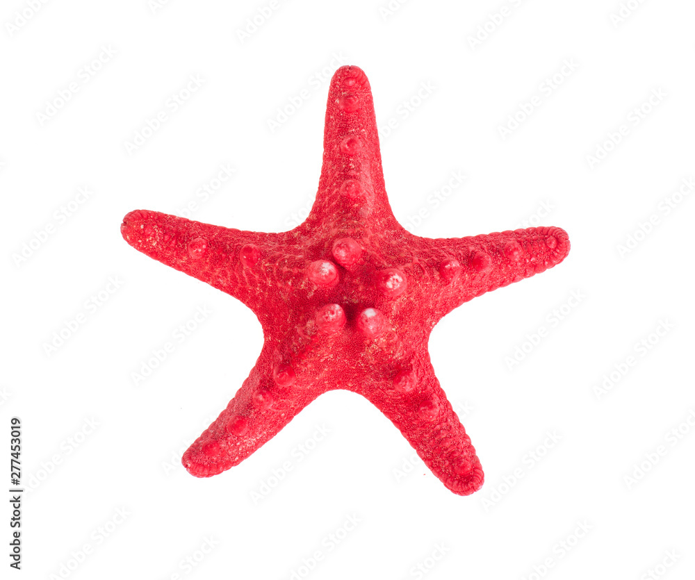 Dried red starfish on white. Photo Dried red starfish on white. Photo