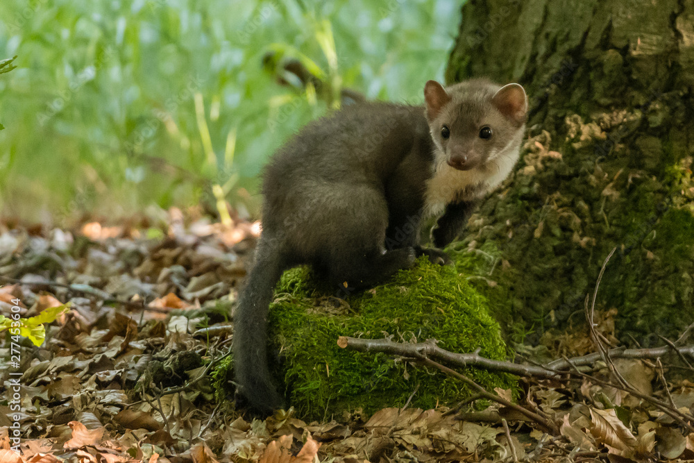 Obraz premium Stone marten, Martes foina, with clear green background. Beech marten, detail portrait of forest animal. Small predator sitting on the beautiful green moss stone in the forest. Wildlife scene, France