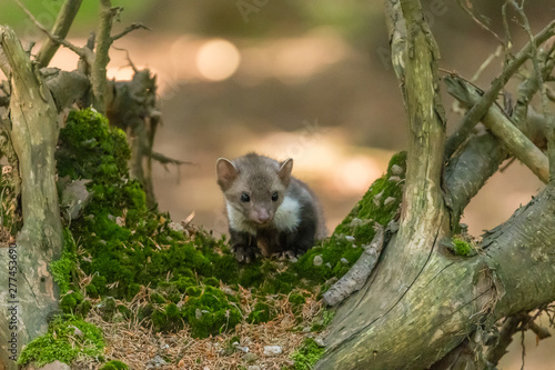 Stone marten, Martes foina, with clear green background. Beech marten, detail portrait of forest animal. Small predator sitting on the beautiful green moss stone in the forest. Wildlife scene, France