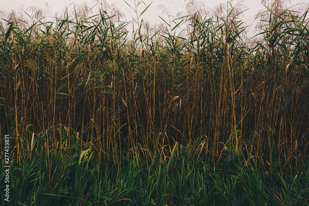 Fototapeta premium Plants inhabiting a pond on a rainy road