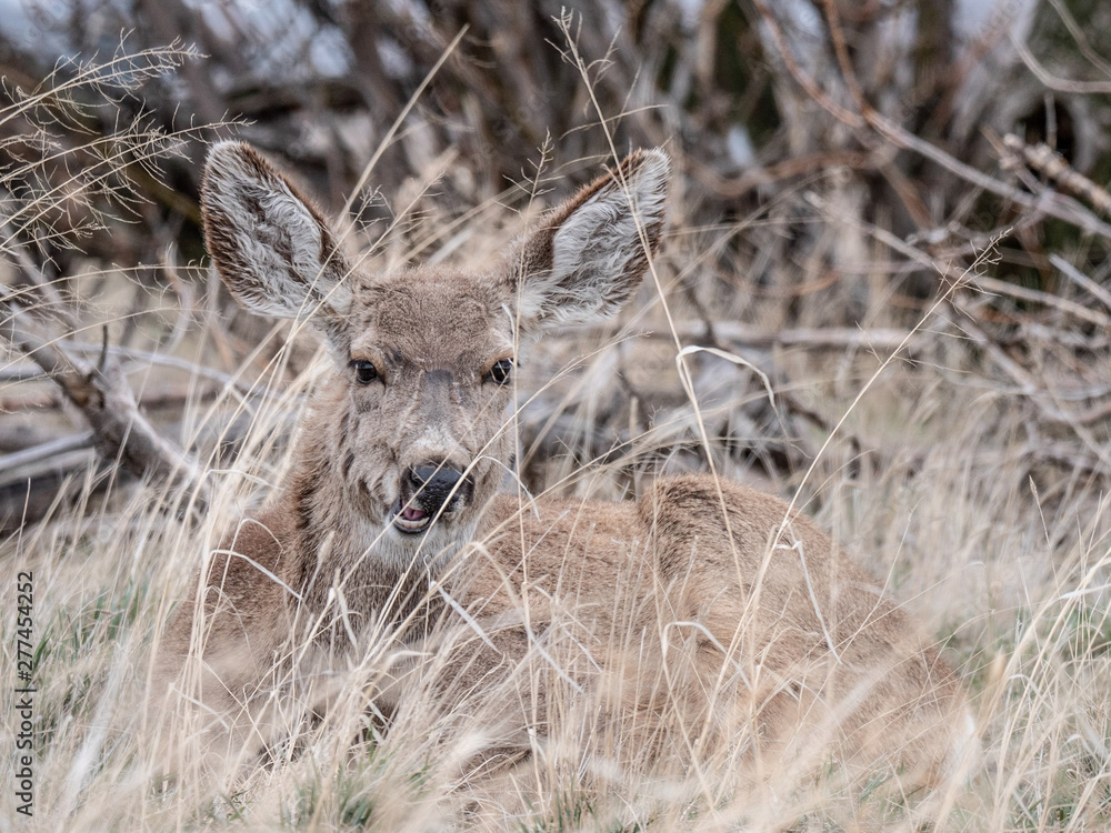 Mule Deer hiding in the prairie grass Mule Deer hiding in the prairie grass