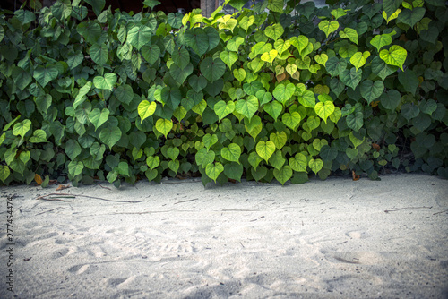 Dieses einzigartige Foto zeigt eine Hecke, die in verschiedenen Grüntönen bewachsen ist. Dieses Bild wurde auf den Malediven aufgenommen