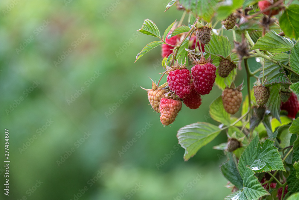 Close up of red raspberries ready to harvest on a rural farm, Pacific Northwest, USA Close up of red raspberries ready to harvest on a rural farm, Pacific Northwest, USA