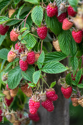 Close up of red raspberries ready to harvest on a rural farm, with wood post to hold up plants, Pacific Northwest, USA