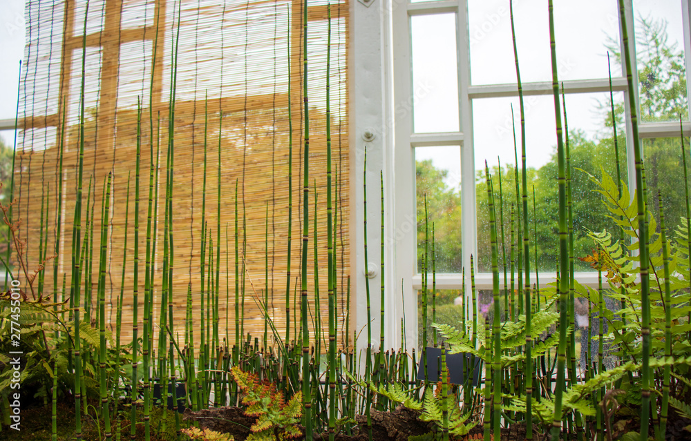 Fototapeta green plants in a greenhouse