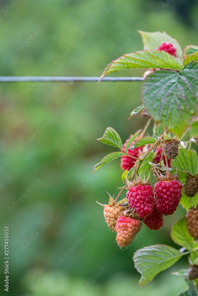 Close up of red raspberries ready to harvest on a rural farm, with wire to hold up plants, Pacific Northwest, USA Close up of red raspberries ready to harvest on a rural farm, with wire to hold up plants, Pacific Northwest, USA