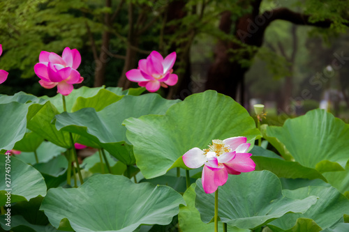 Lotus plants in summer