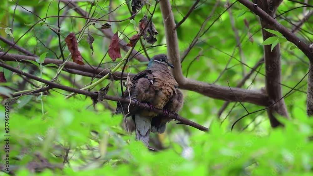 This Short-billed Brown-dove with its fledglings is an endemic bird found in the Philippines and particularly in Mindanao where it is considered to be common. This Short-billed Brown-dove with its fledglings is an endemic bird found in the Philippines and particularly in Mindanao where it is considered to be common.