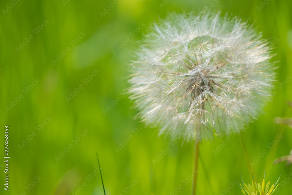 I believe it's wild salsify - Tragopogon - looks like a huge dandelion - closeup of seeds with smooth green background taken in a Governor Knowles State Forest in Northern Wisconsin I believe it's wild salsify - Tragopogon - looks like a huge dandelion - closeup of seeds with smooth green background taken in a Governor Knowles State Forest in Northern Wisconsin