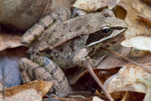 Closeup of a Wood Frog in Northern Wisconsin