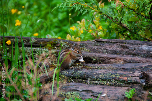 Uinta chipmunk photo