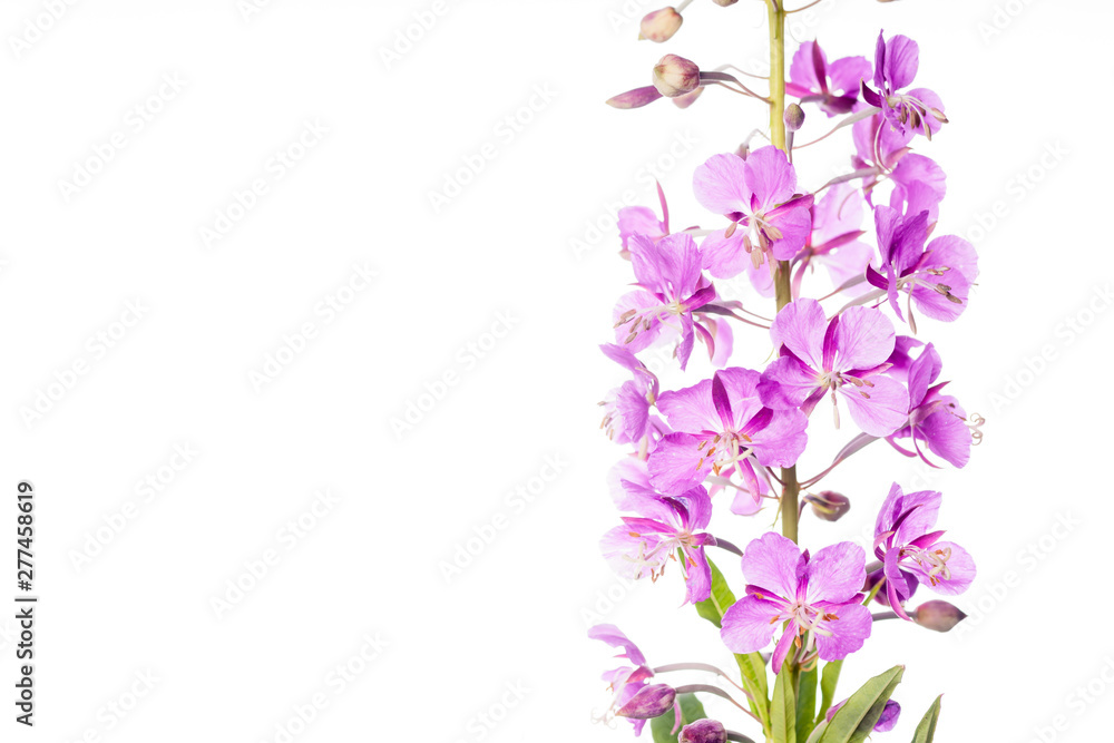 Beautiful Fireweed Flowers with Copy-Space