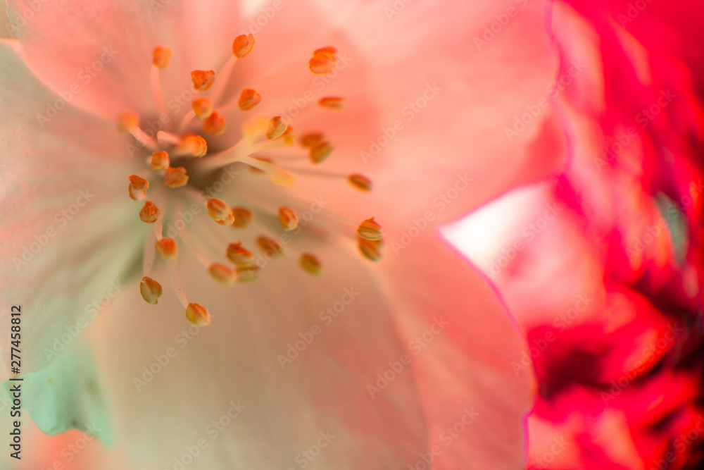 Obraz Świeży blady, przezroczysty kwiat jaśminu w neonowych kolorach Makro. Jasne tło opalizujący folia holograficzna. Modne kolorowe tło. Skopiuj miejsce Nieostrość, rozmycie. Efekt zniekształcenia światła